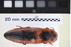 Foto (Dorsalansicht) von Lacon palliatus (NHMW-ZOO-COL-0008154)